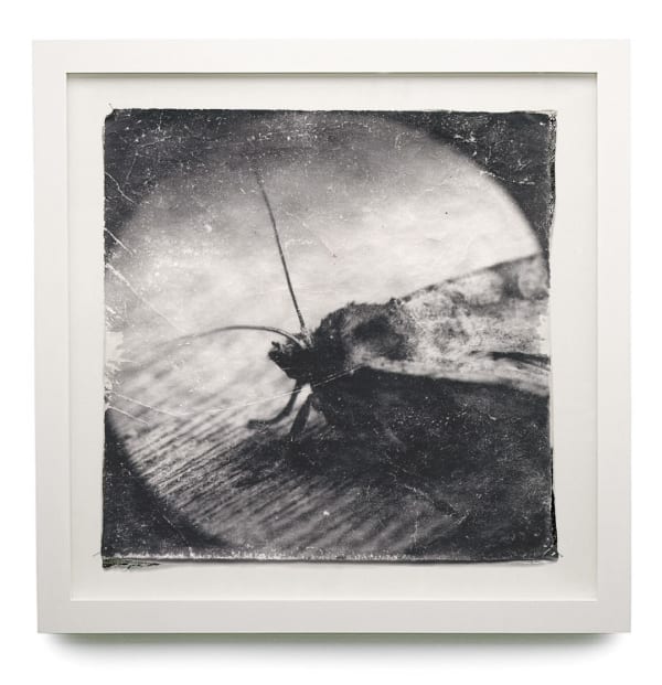 DOUG AND MIKE STARN, Attracted to Light 4, 1996-02