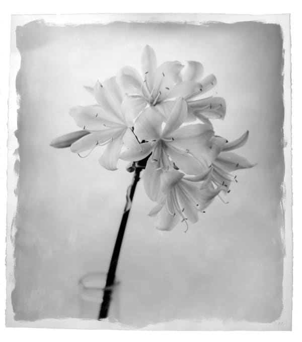 STEPHEN INGGS, Clivia in bottle, 2016