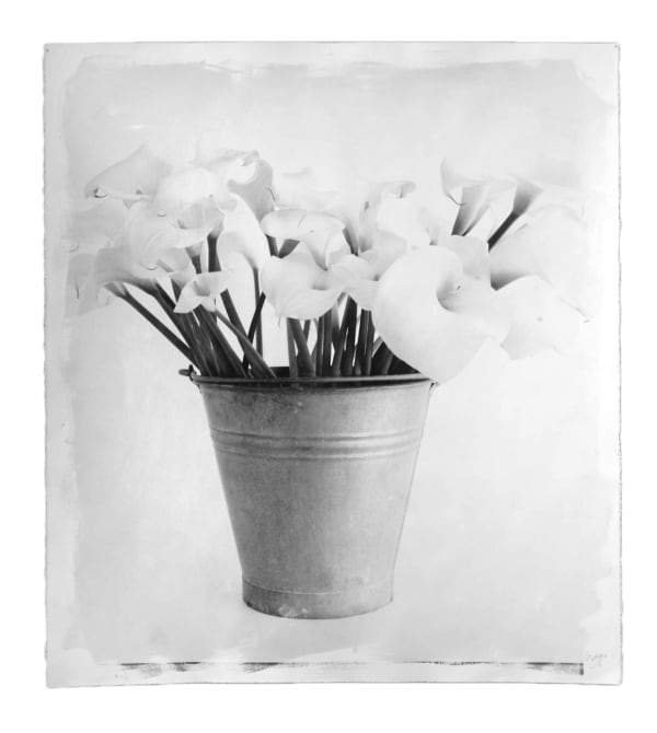 STEPHEN INGGS, Arum Lilies, 2007