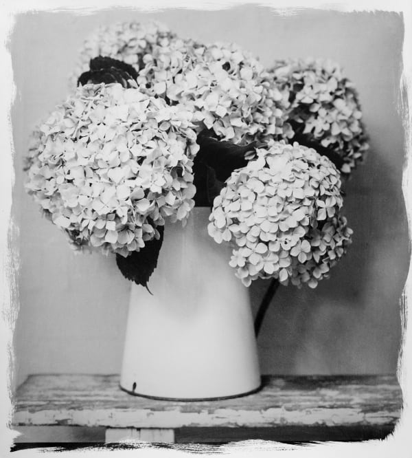 STEPHEN INGGS, Hydrangeas in Jug