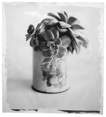 STEPHEN INGGS, Succulent, 2010-2011