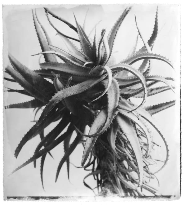 STEPHEN INGGS, Aloe, 2006