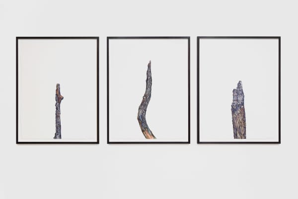 Jane Wilbraham, Torched, 2012