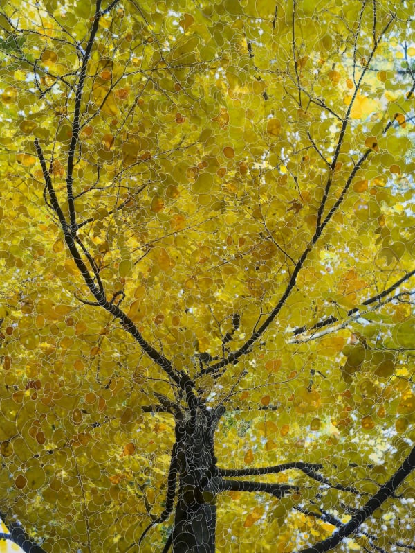 Sebastiaan Bremer, Lemon tree, 2013