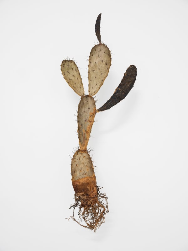 Julius von Bismarck, I like the flowers (Opunti a Vigas Indira), 2023