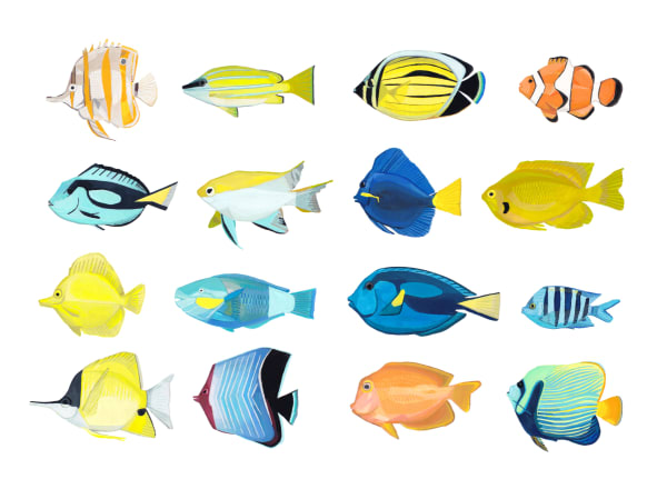 Andrew Watch, FIsh Studies, 2020