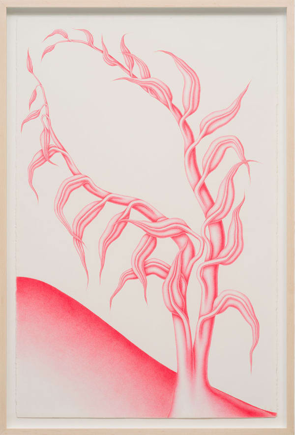 Devra Fox - Pink graphite drawing of a plant growing on hill leaning towards the left side of the paper.
