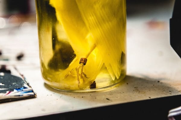 Shaun Roberts photo of bird in specimen jar