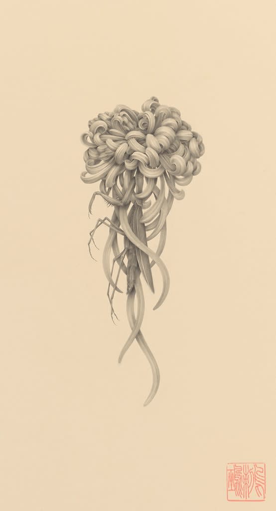 Ozabu, 暮れの菊 (Kure No Kiku), 2019