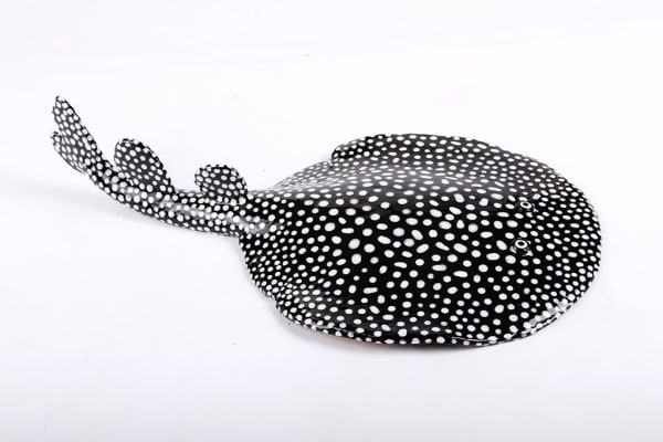 Lorien Stern, Ornate Sleeper Ray, 2020