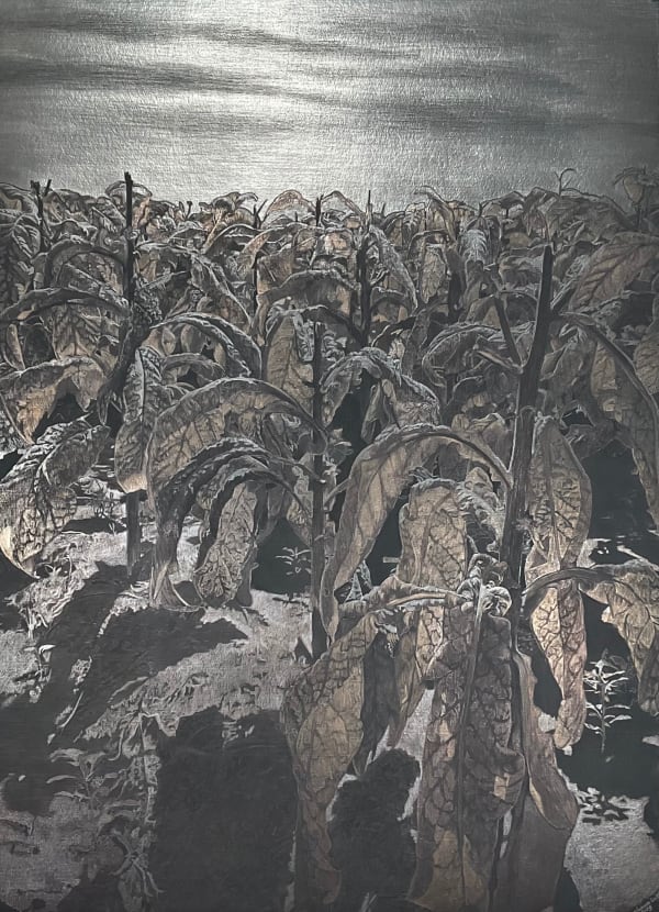 Marjorie Williams-Smith, Black Fields: Tobacco Road, 2023
