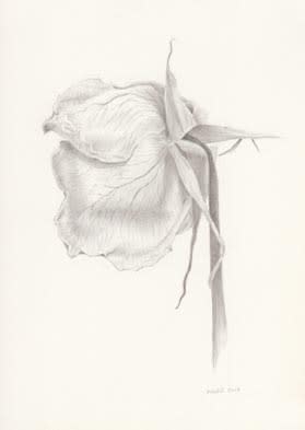 Marjorie Williams-Smith, Rose with Veins, 2013