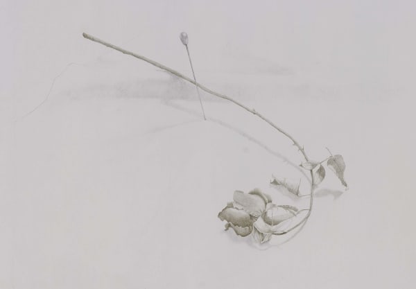 Marjorie Williams-Smith, Pin Rose, 1987