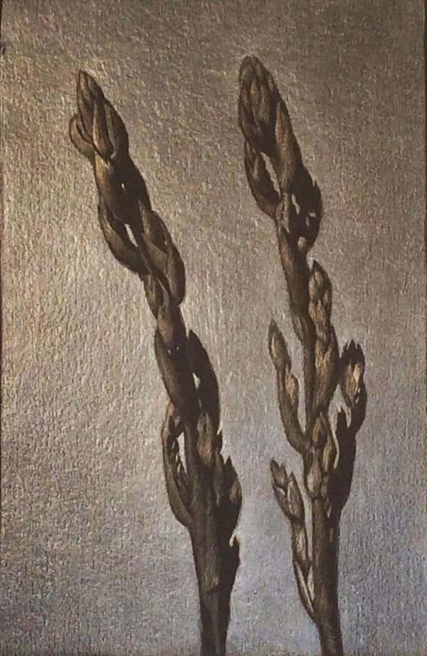 Marjorie Williams-Smith, Asparagus Plants, 2016