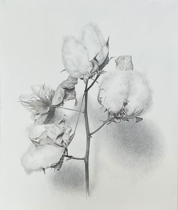 Marjorie Williams-Smith, Black Fields: Cotton Bolls and Stems, 2024