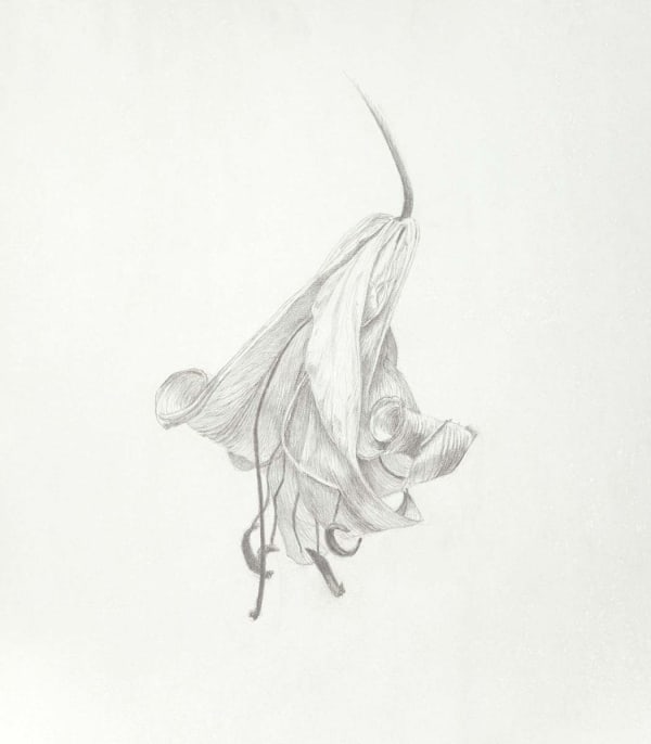 Marjorie Williams-Smith, Study of Lily, 2010
