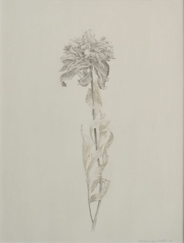 Marjorie Williams-Smith Attraction, 2007 Silverpoint 13 1/4" x 10"