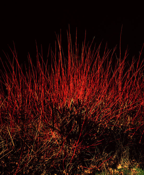 Anne Lass, Red Willow, 2020