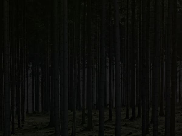 Cross the border Forêt droite