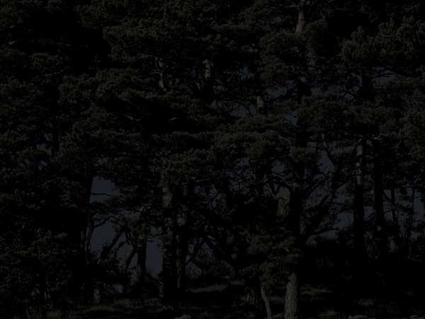 Cross the border Pins nuit