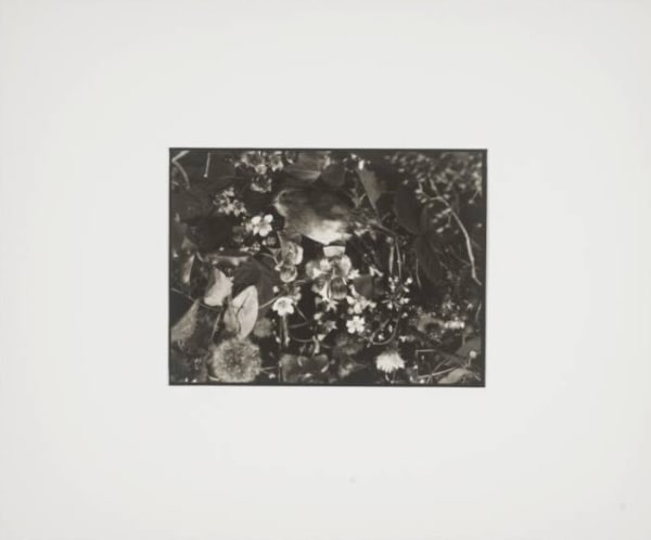 Mat Collishaw, Duty Free Spirits, 2008