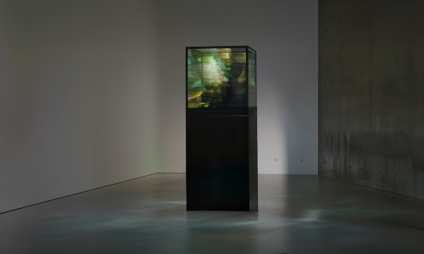 Maja Petrić, Specimens of Time, Hoh Rain Forest, 2025