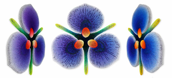 Zhuang Hong Yi, Radiant Petals, 2025