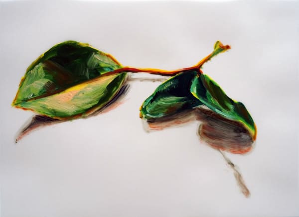 Three dark green leaves attached to a single red stem cast shadows onto the white surface they rest on.