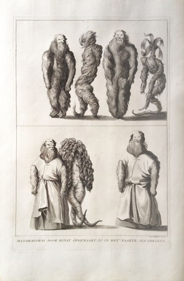 Ruth Marten Mandragoras, 2014 altered intaglio 15.5 x 9.5 inches