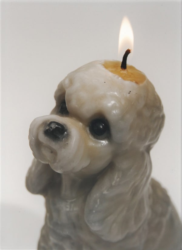 Digital duraflex photograph of a close up of a melting candle which has been molded to take the realistic form of a white toy poodle dog