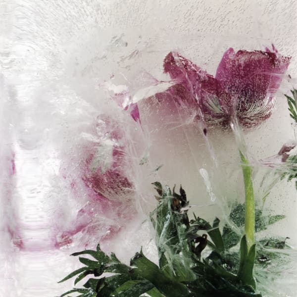 Zoomed in digital photograph of several frozen, deep pink anemone flowers with multiple tiny air bubbles