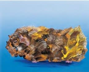 Against light blue background, brown guinea pig viewed in profile has splotchy abstracted fur.