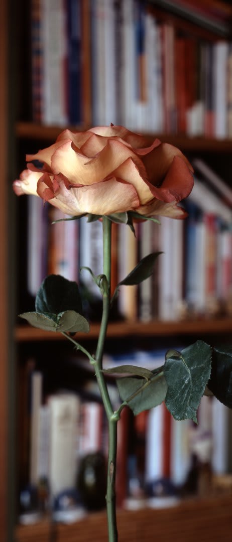 Digital c-print of a photograph of a brown yellow rose against a background of blurred out wooden bookshelf