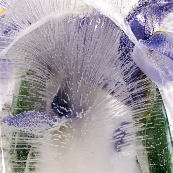 Zoomed in digital photograph of several frozen, purple Iris blossoms and green tems with multiple tiny air bubbles and ice cracks