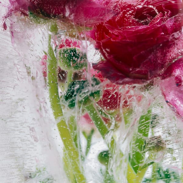 Crystal Liu give us our dream: part one, 'ranunculus two', 2009 digital C-print 29 x 29 inches/73.7 x 73.7 cm