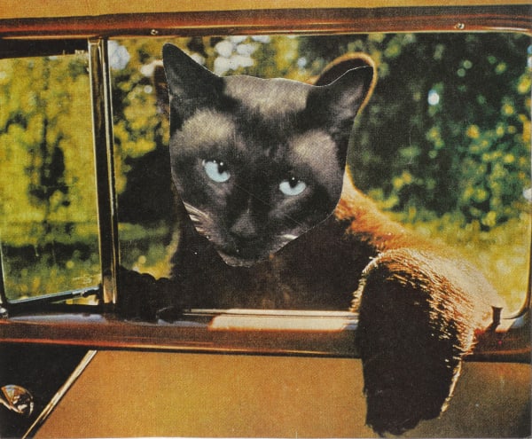 Black cat head pasted onto bear body peering through passenger window of car.