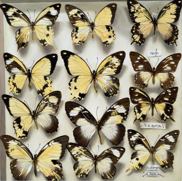 Highly detailed and realistic oil painting on panel of multiple different African swallowtail butterflies pinned inside an opened beige box The yellow brown and white butterflies either show evidence of being gynandromorphs, meaning that they have both male and female physical characteristics, or are mutants in their own way