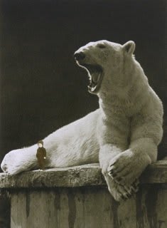 White polar bear with mouth wide open is lying on concrete slab. Polar bear has painted nails and a seal-like body. Small human figure stands next to the polar bear and is completely dwarfed by the animal.