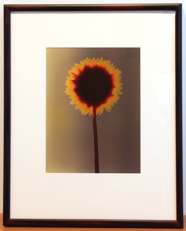 ADAM FUSS Untitled (Sunflower), 1992 cibachrome photogram 10 x 8 in 25.4 x 20.3 cm
