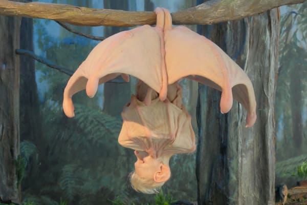 Sculpture of hairy bat creature with human skin hangs upside down from metal rod. Its lower wings open up in an umbrella shape.
