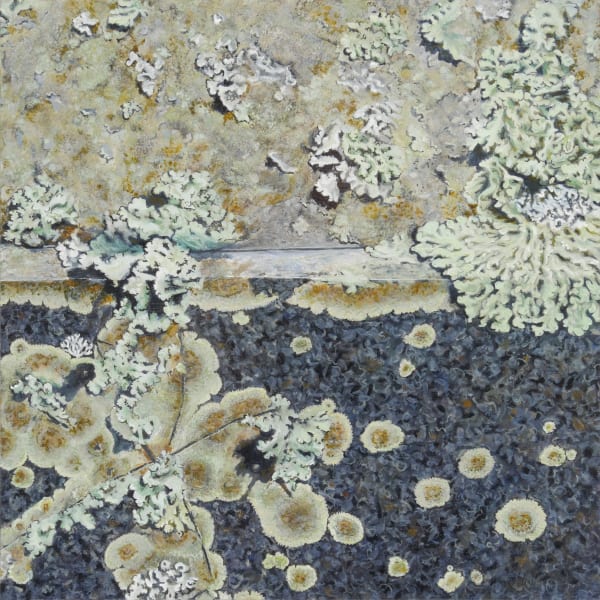 Light green lichens on dark and light stone.