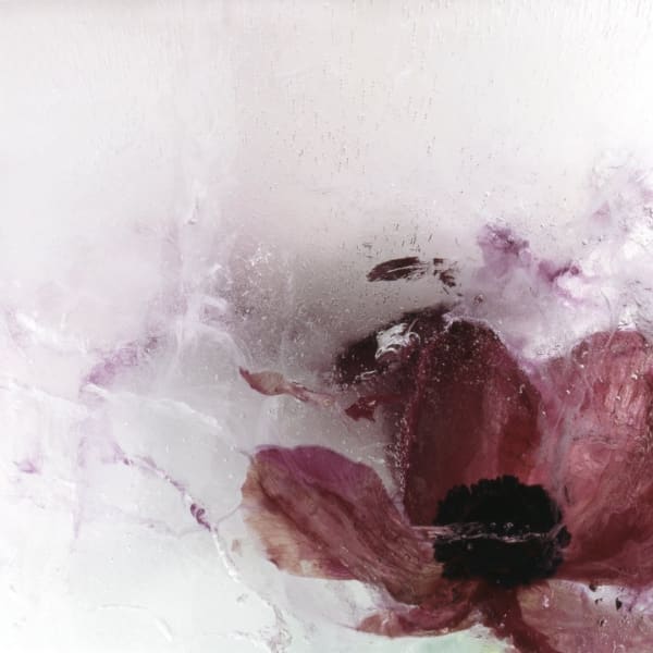 Zoomed in digital photograph of a frozen, deep pink anemone flower with multiple tiny air bubbles