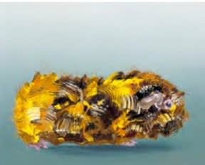 Abstracted guinea pig viewed in profile against light blue background.