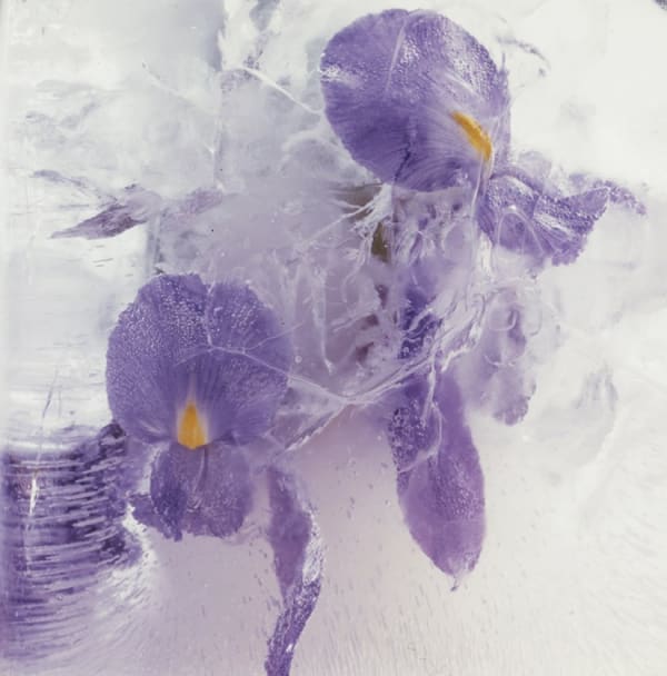 Zoomed in digital photograph of two frozen, purple Iris blossoms with multiple tiny air bubbles