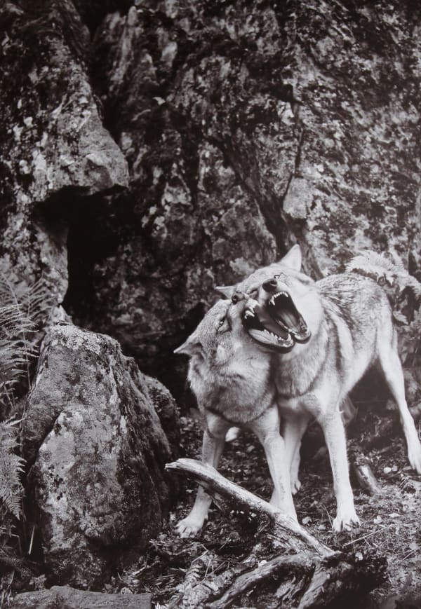 Intimate black and white digital photograph of two wolves pressed together with their mouths wide open and fangs bared next to a rocky mountain side