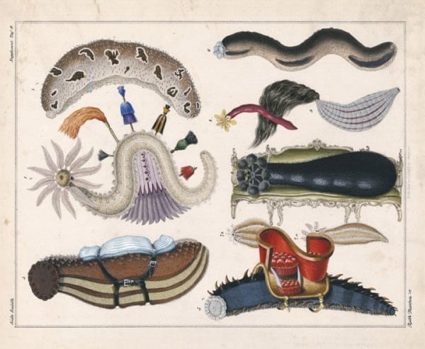 Ruth Marten Side-Saddle, 2009 watercolor on 19th century lithograph 20.5 x 18 inches framed 52.1 x 45.7 cms