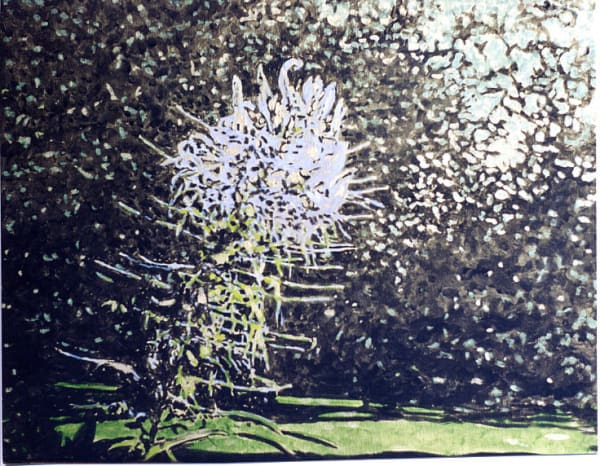 Abstracted spiky white flower in front of fuzzy grass and dark foliage.