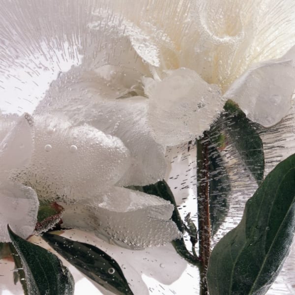 Zoomed in digital photograph of two large white peony blossoms and their leaves and stems with multiple tiny air bubbles and ice cracks