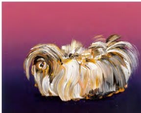 Against fuschia background, guinea pig standing in profile has long flowy white and gray hair.