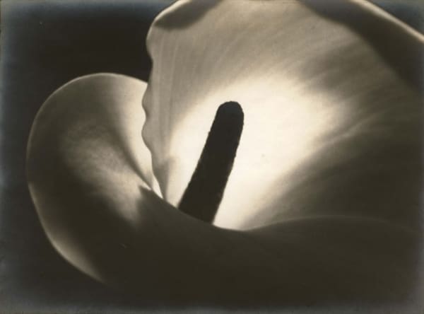 Johan Hagemeyer Calla Lily close up flower